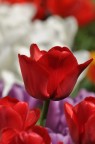 Gioia di colori Gioia di colori