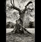 Nudo d'Ulivo Nudo d'Ulivo