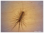 Scutigera coleoptrata, Scutigera coleoptrata,