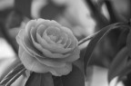 direttamente da pasquetta... un fiore in bianco e nero!

commenti e critiche graditi
