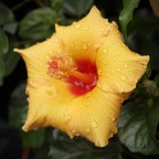 ibisco in giallo ibisco in giallo