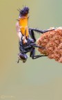Cylindromyia brassicaria Cylindromyia brassicaria