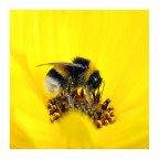 Giallo Giallo