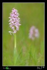 Orchis lactea Orchis lactea
