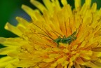 macchiolina verde su giallo.... macchiolina verde su giallo....