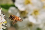 In Volo tra i Fiori