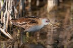 Schiribilla - (Porzana parva) Schiribilla - (Porzana parva)
