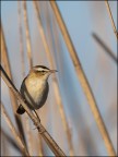 scatto eseguito mesi fa ad un Forapaglie (Acrocephalus schoenobaenus)