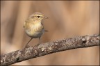 Luì piccolo - (Phylloscopus collybita) Luì piccolo - (Phylloscopus collybita)