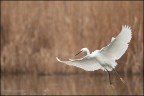 Garzetta - (Egretta garzetta) Garzetta - (Egretta garzetta)