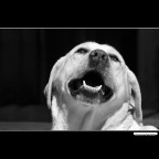 ::: COME UNA DIVA ::: ::: COME UNA DIVA :::