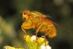 Scatophaga stercoraria Scatophaga stercoraria