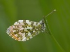 (pieride)anthocharis cardamines maschio (pieride)anthocharis cardamines maschio