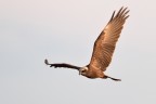 Falco di palude Falco di palude