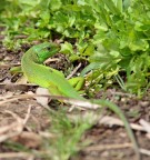 Verde acceso Verde acceso