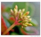 Fiorellino di pianta grassa. Fiorellino di pianta grassa.