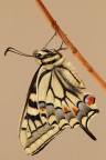 Papilio machaon Papilio machaon