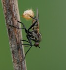 Asilide con exuvia Asilide con exuvia