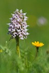 Neotinea lactea - Orchis lactea Neotinea lactea - Orchis lactea