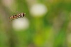 In Volo In Volo