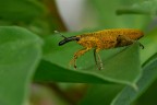 Lixus pulverulentus Lixus pulverulentus