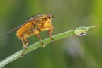 Scatophaga stercoraria Scatophaga stercoraria