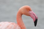 FLAMANT......