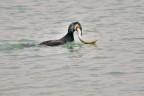 Il Cormorano e l'Anguilla Il Cormorano e l'Anguilla