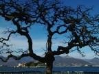 Fotografia scattata sul lungolago di Stresa dopo aver notato 
Il disegno creato dai rami di questo albero.

Con Fujifilm Finepix F700
Dati di scatto:
lunghezza focale	7,7mm
Diaframma		f8
Tempo			1/1000
Compensazione	-2