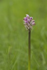 Orchis simia Orchis simia