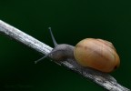 Lumaca Lumaca