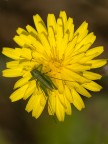 verde su giallo verde su giallo