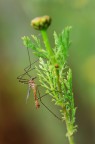 tipula