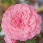 camelia rosa camelia rosa