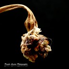 La fine di un fiore La fine di un fiore