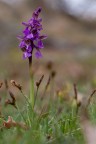Orchis morio Orchis morio