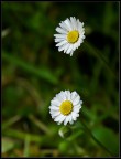 bellis perennis bellis perennis