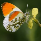 Anthocharis cardamines Anthocharis cardamines