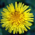 fior di tarassaco? fior di tarassaco?