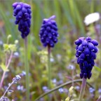 gemelli diversi gemelli diversi