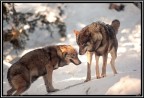 Lupo # 21 - Ritorno all'Ordine! Lupo # 21 - Ritorno all'Ordine!