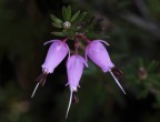 Erica carnea
5D - EF 100 macro + tubi - RR 1,45 - ombra - 0,6 s - f 13 - treppiede - telecomando