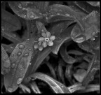 Non ti scordar di me - B&W Non ti scordar di me - B&W