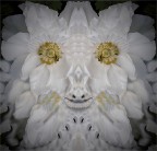 Peonia in fiore