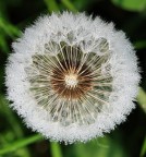 Rugiada sul soffione Rugiada sul soffione