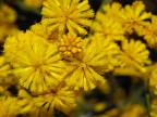 mimose mimose