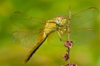 dragonfly dragonfly