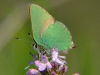 verde verde