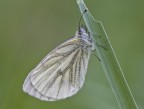 Pieris brassicae....(D.D.G)... Pieris brassicae....(D.D.G)...