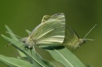 farfalle